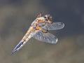 109 - COMMON DARTER - EMERY CLIFF - wales